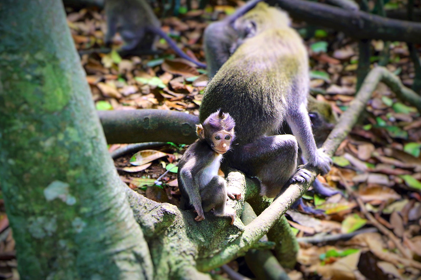 Alas Kedaton Monkey Forest