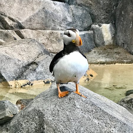 Alaska SeaLife Center