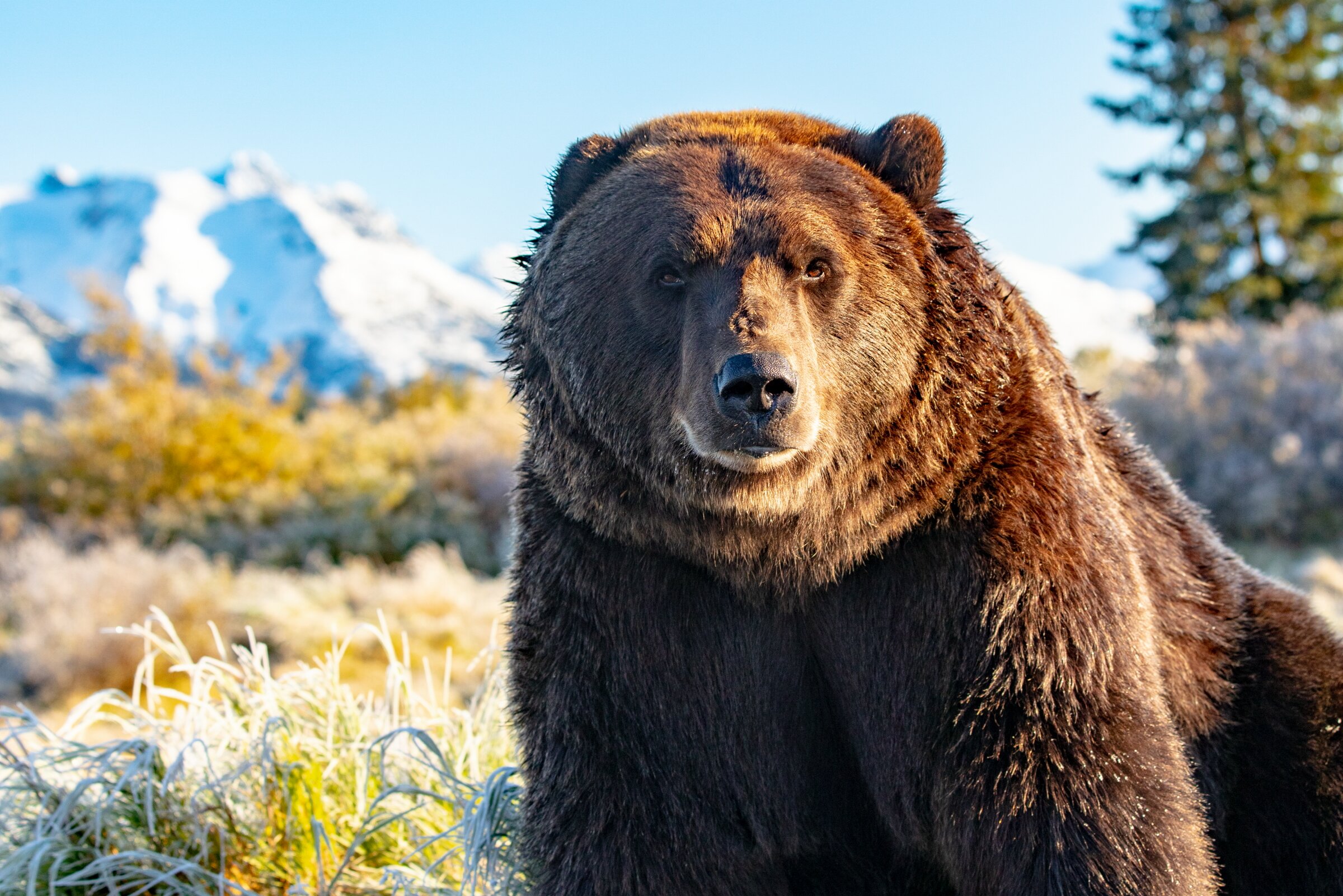 Alaska Wildlife Conservation Center