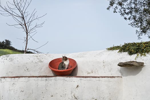 Aldeia de Aires