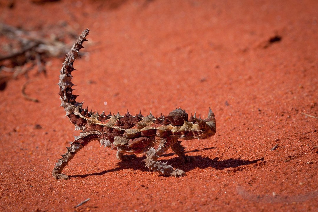 Alice Springs Reptile Centre