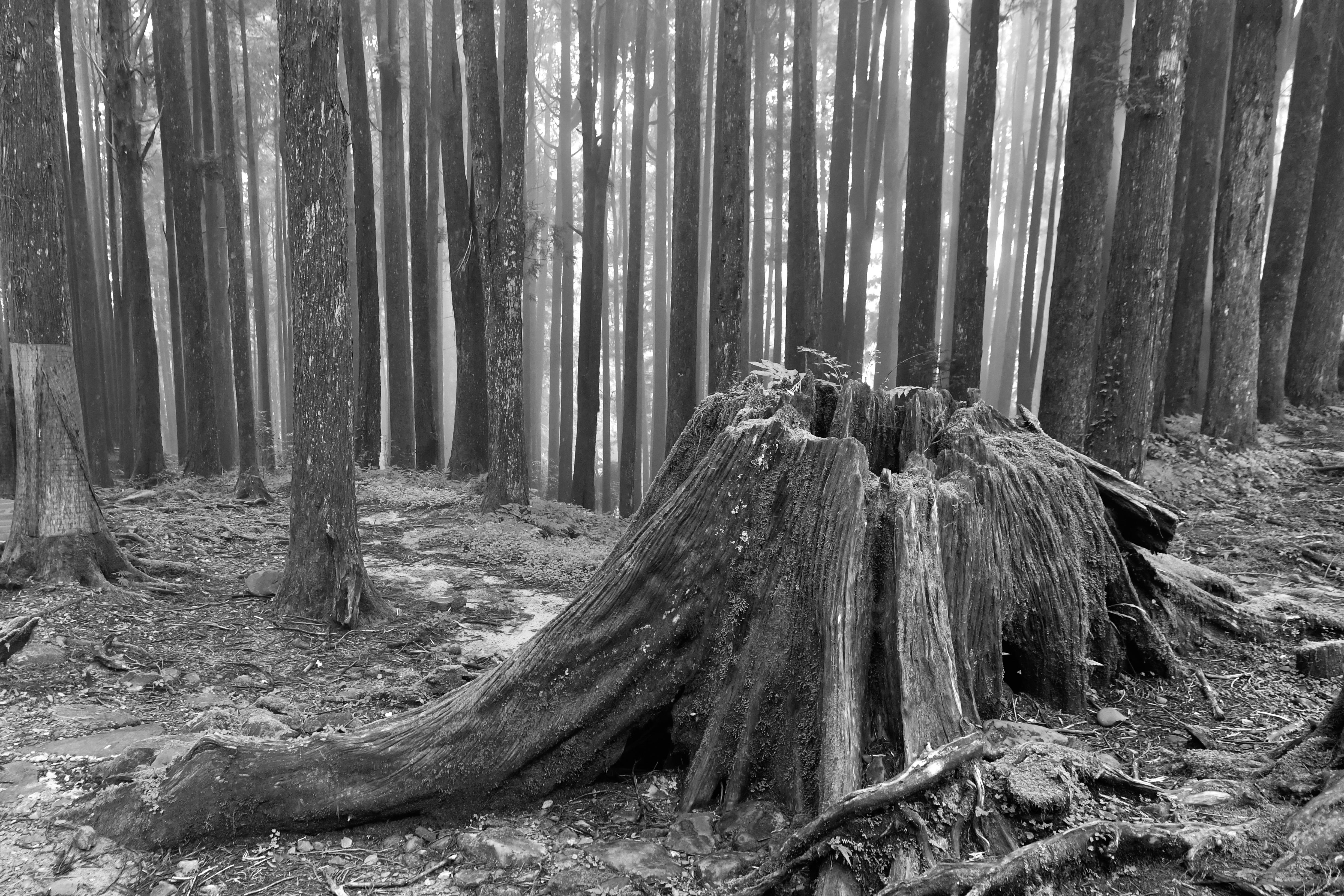 Alishan National Scenic Area