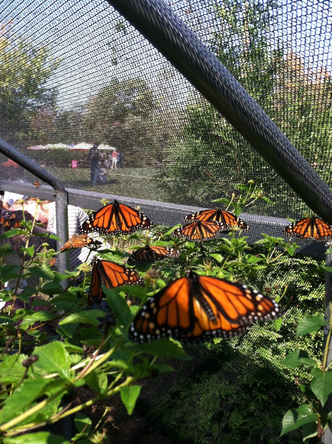 All-A-Flutter Butterfly Farm