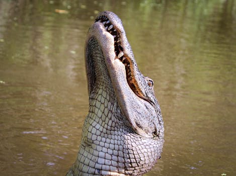 Alligator Lake Park