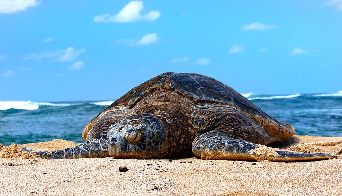 Amatuku Marine Protected Area