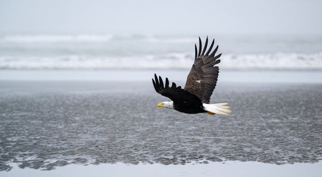 American Beach