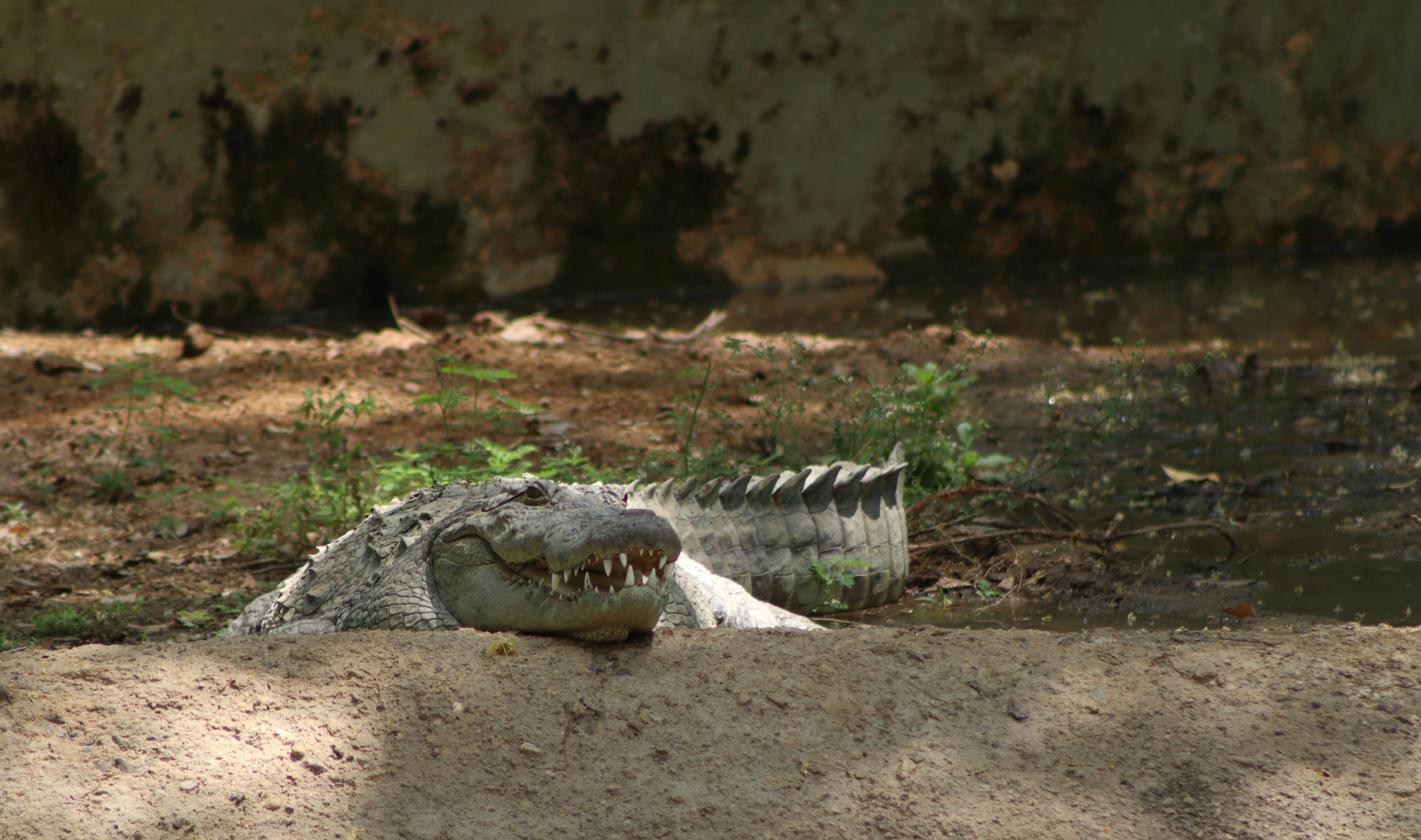 Amo Chhu Crocodile Breeding Center