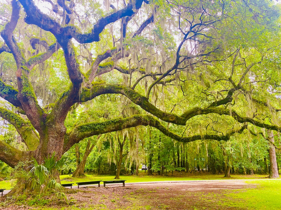 Angel Oak Tree