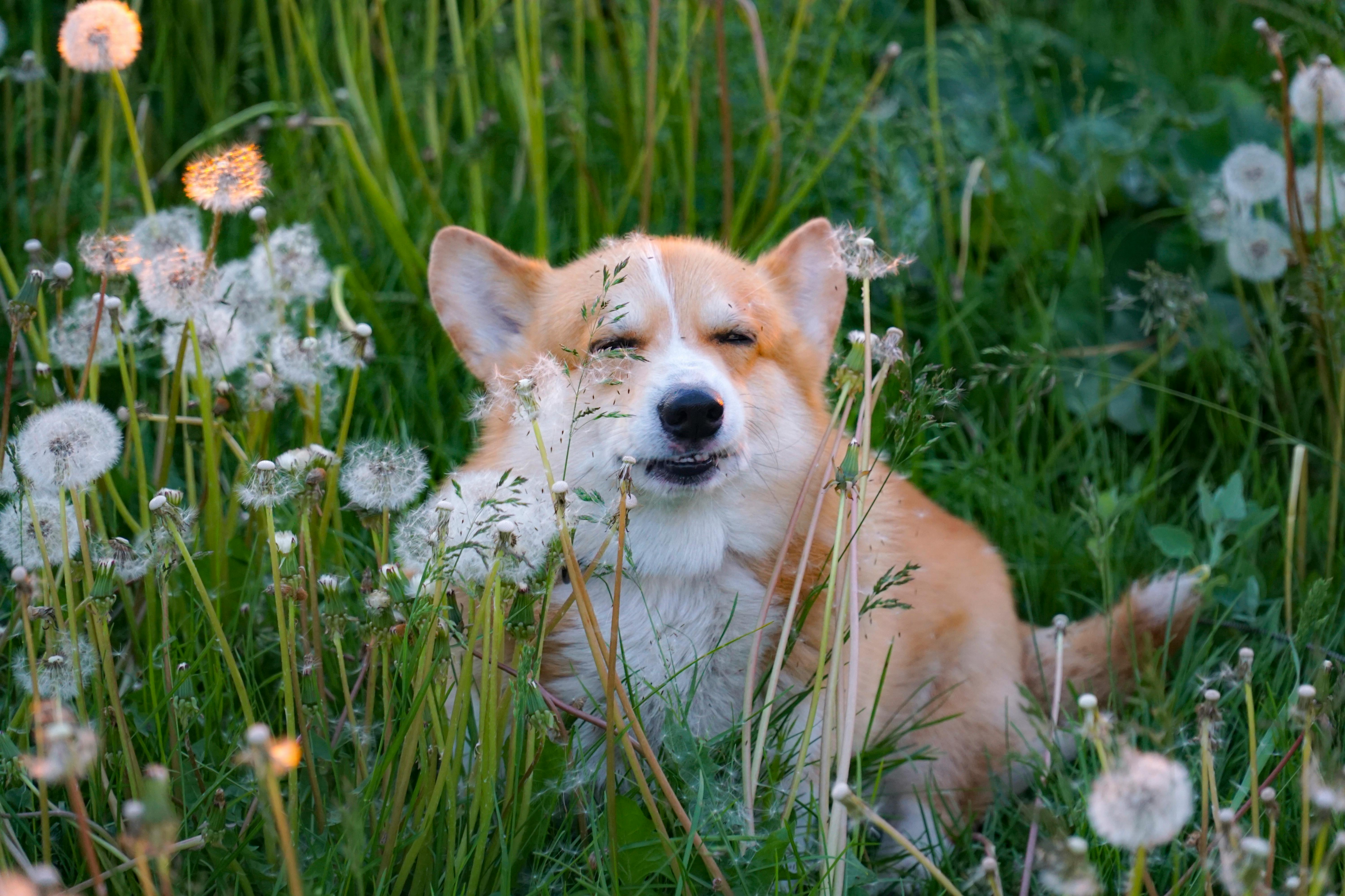 Animal Flower Cave