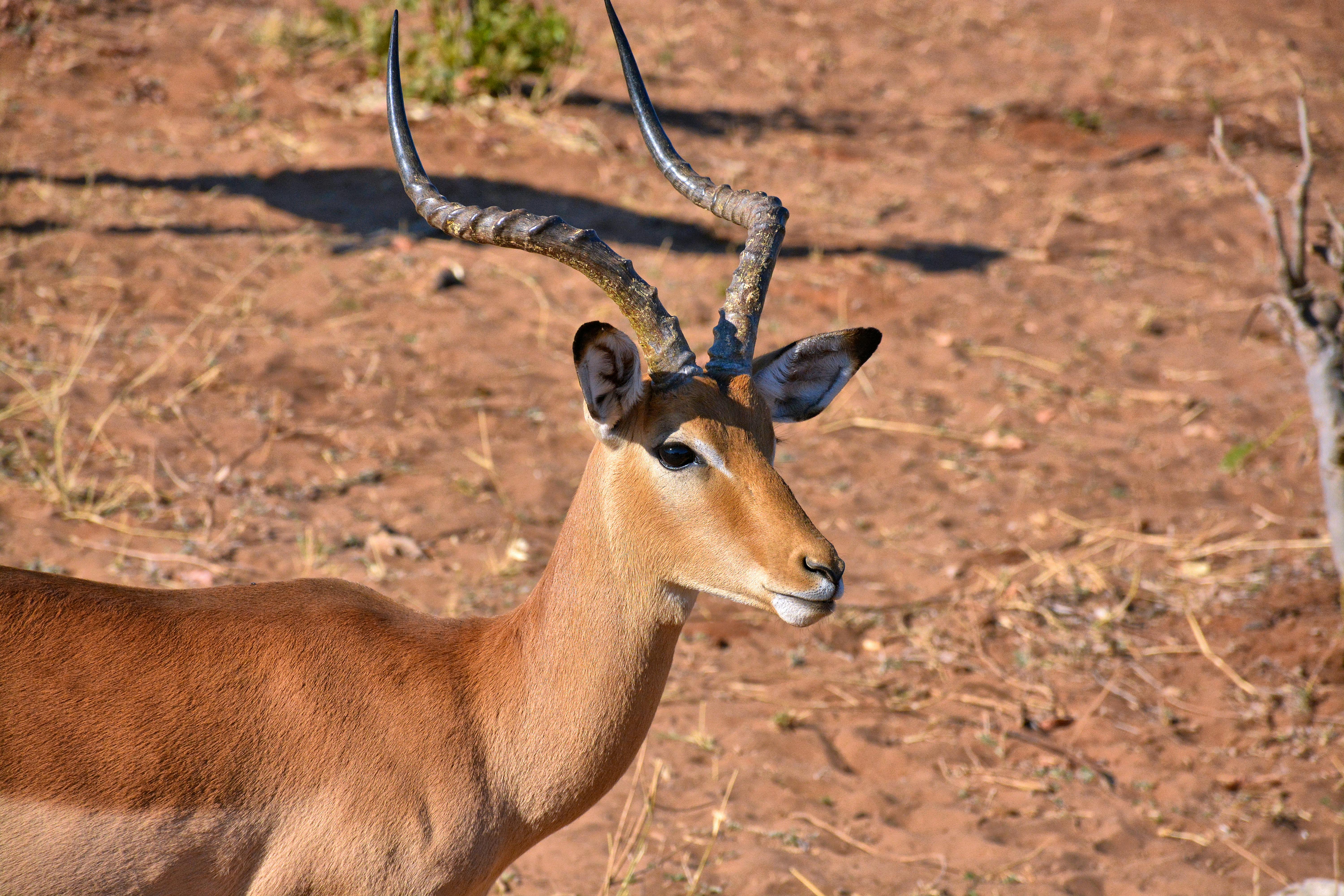 Antelope Park