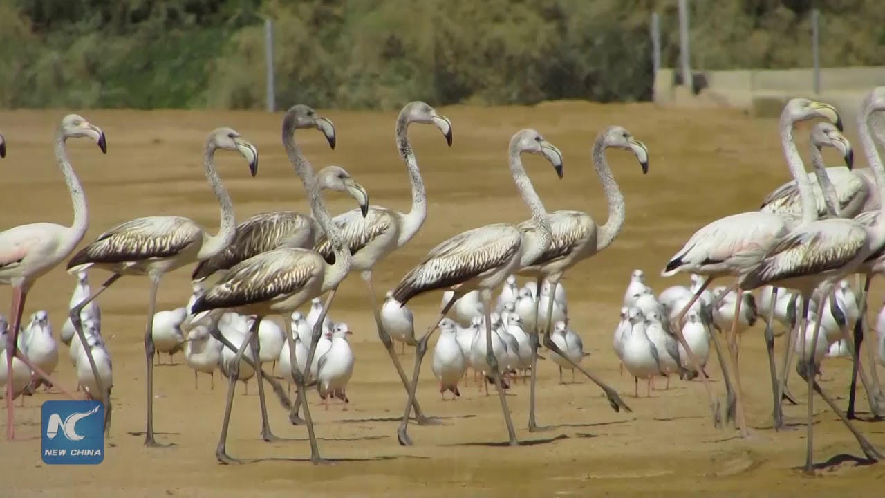 Aqaba Bird Observatory