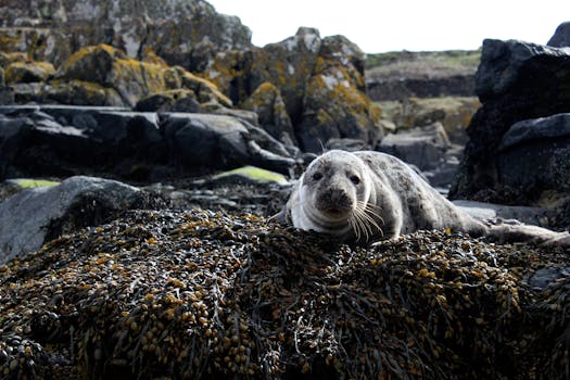 Arisaig Marine