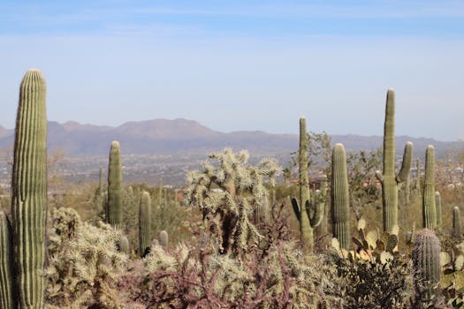 Arizona Cactus Garden