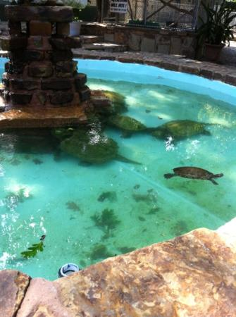 Arkansas Alligator Farm and Petting Zoo