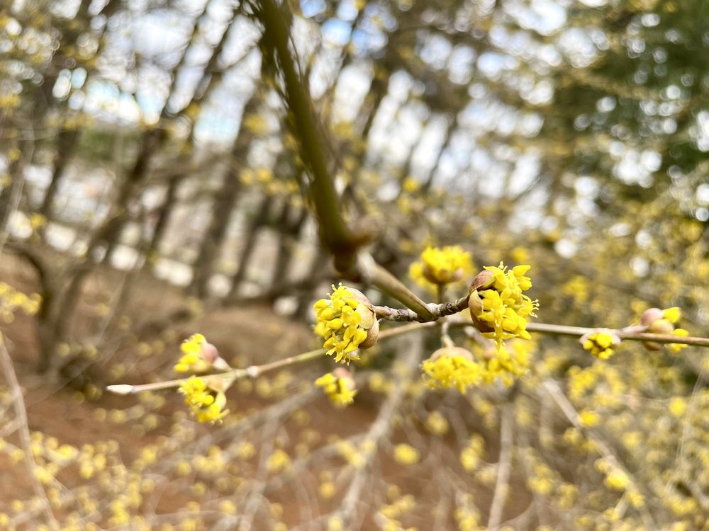 Arnold Arboretum