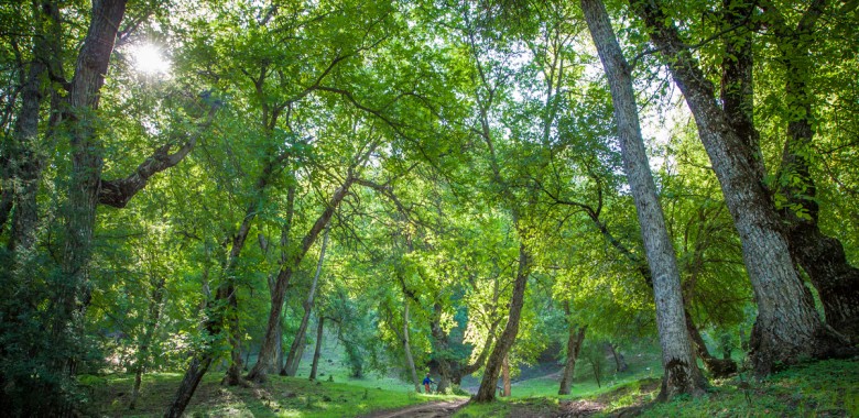 Arslanbob Walnut Forest