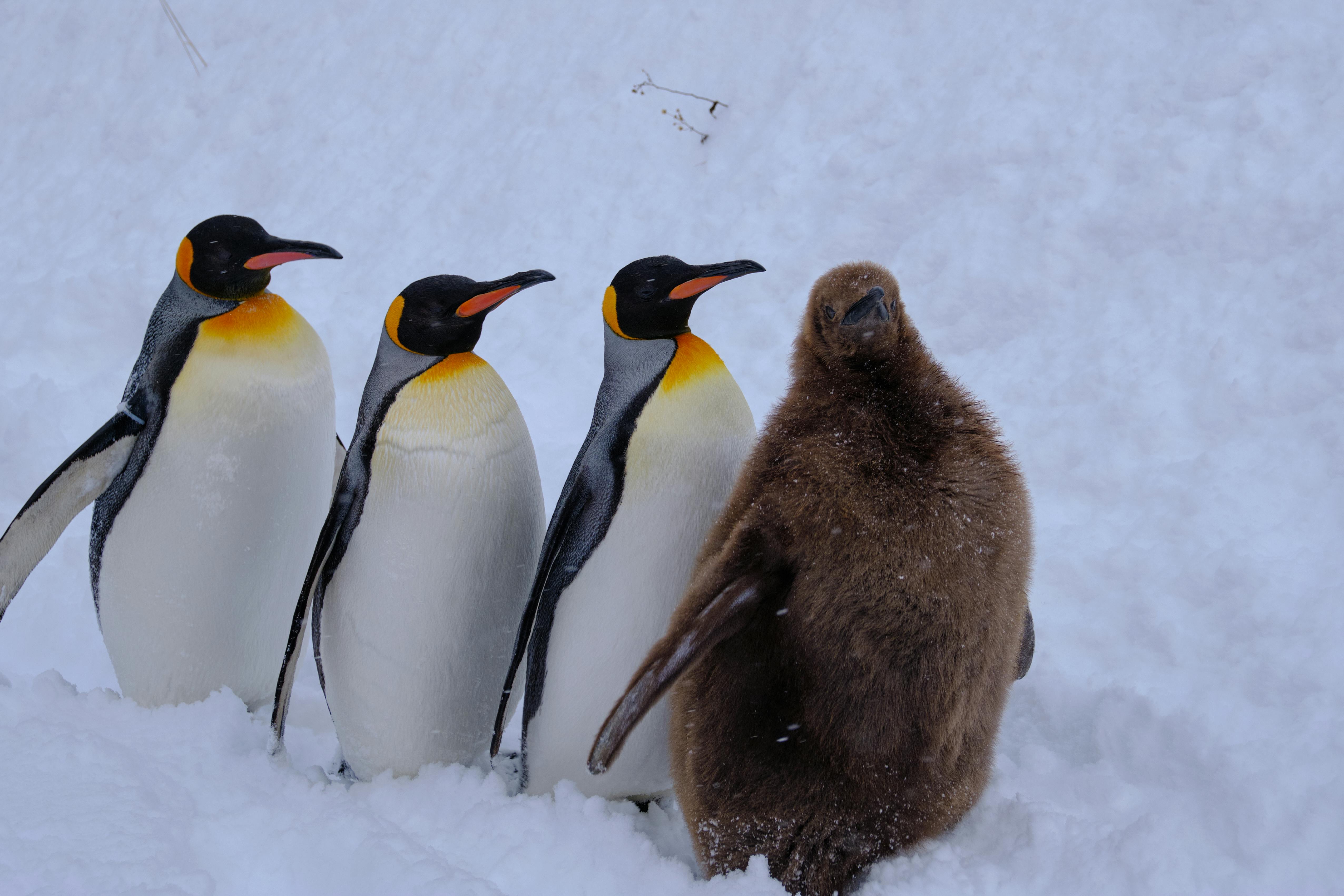 Asahiyama Zoo