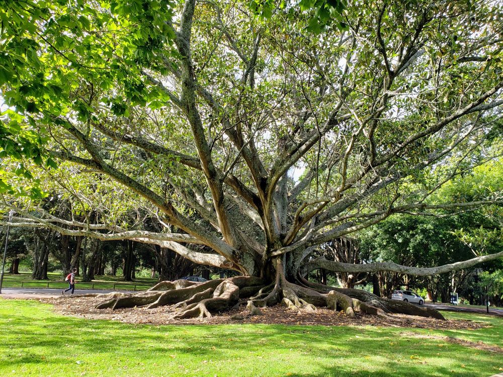 Auckland Domain