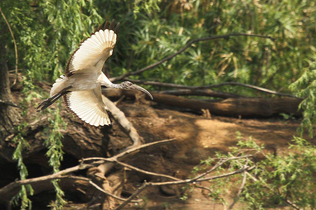 Austin Roberts Bird Sanctuary