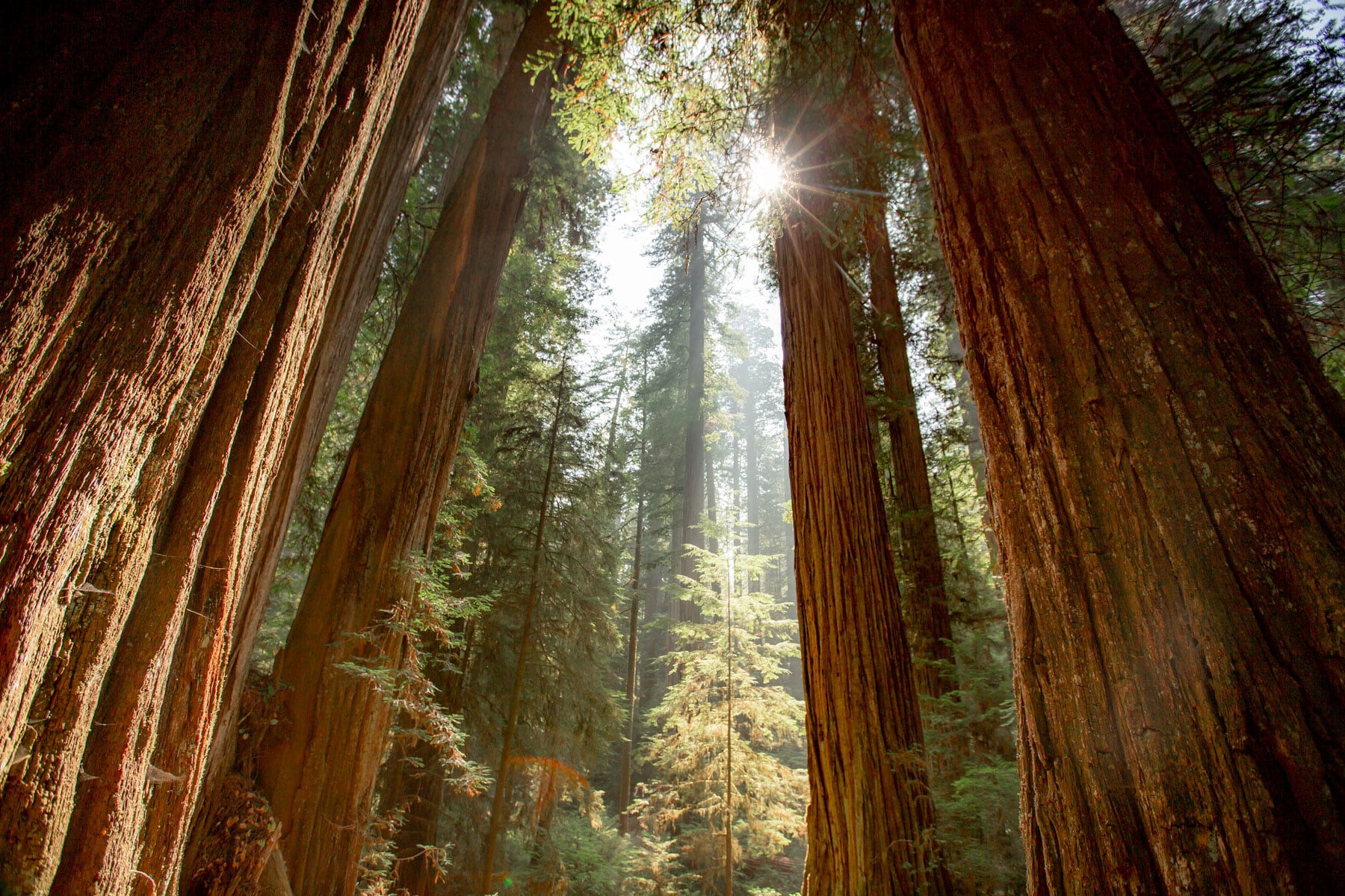 Avenue of the Giants