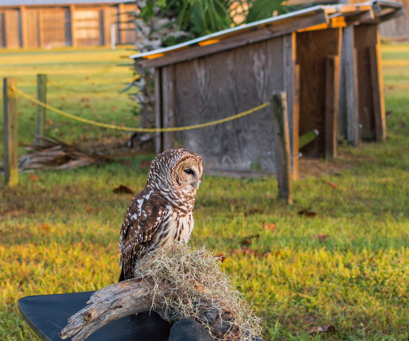 Avian Reconditioning Center (A.R.C.)