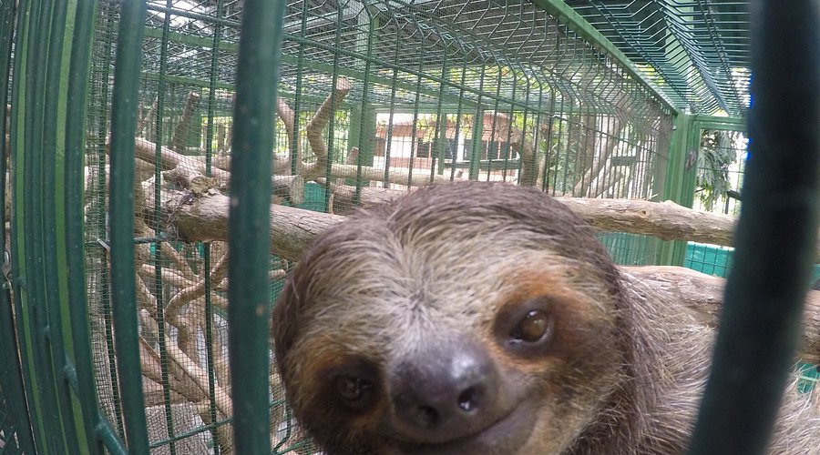 Aviarios del Caribe Sloth Sanctuary