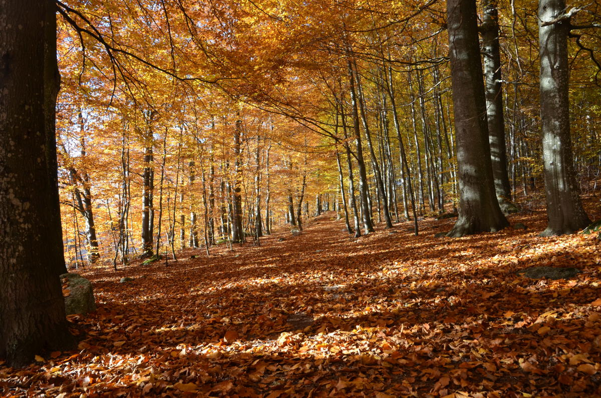 Bøkeskogen