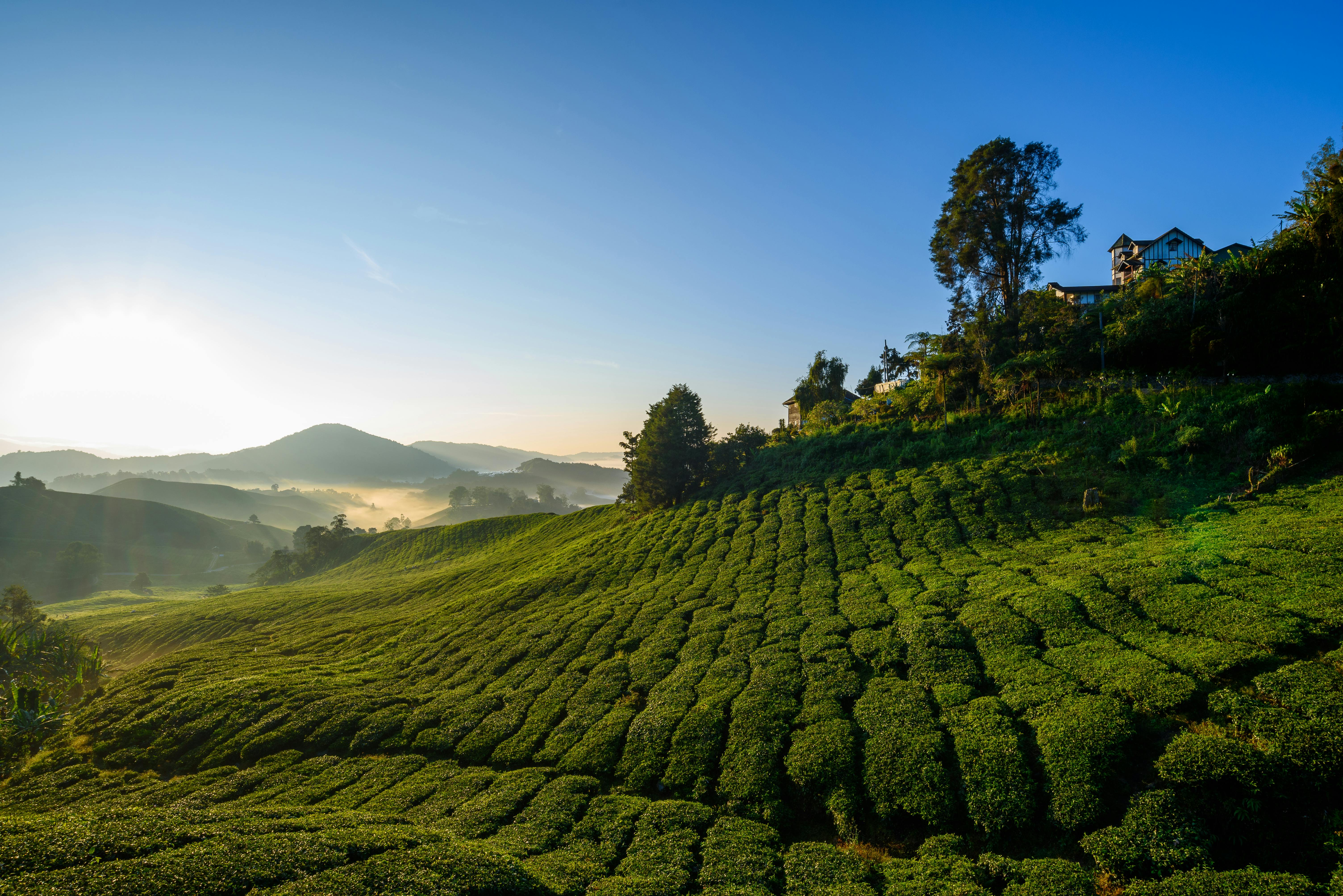 BOH Tea Plantation