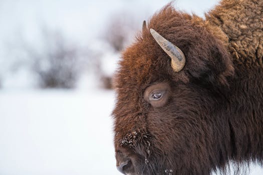 Babcock Ranch Eco Tours