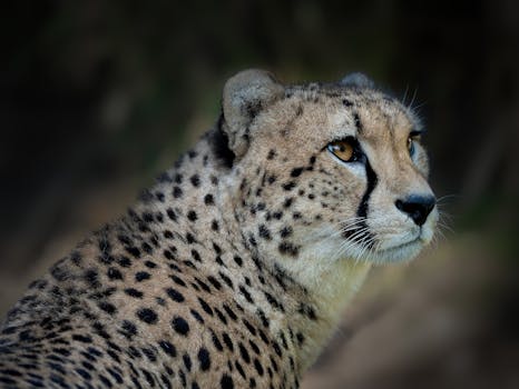 Badoca Safari Park