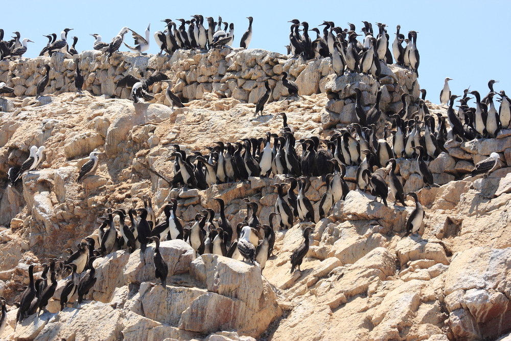 Ballestas Islands