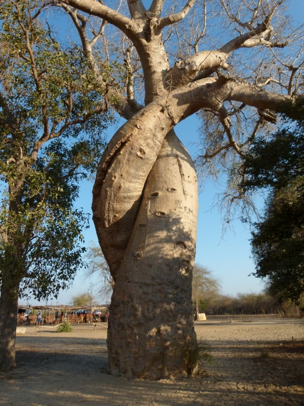 Baobab Amoureux