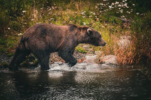 Bear Creek Trail