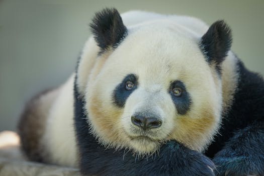 Bear Sanctuary Prishtina