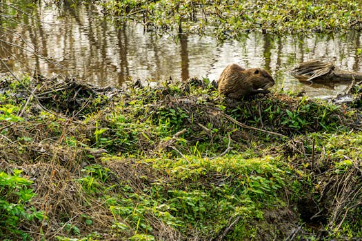 Beaver Dam Campground