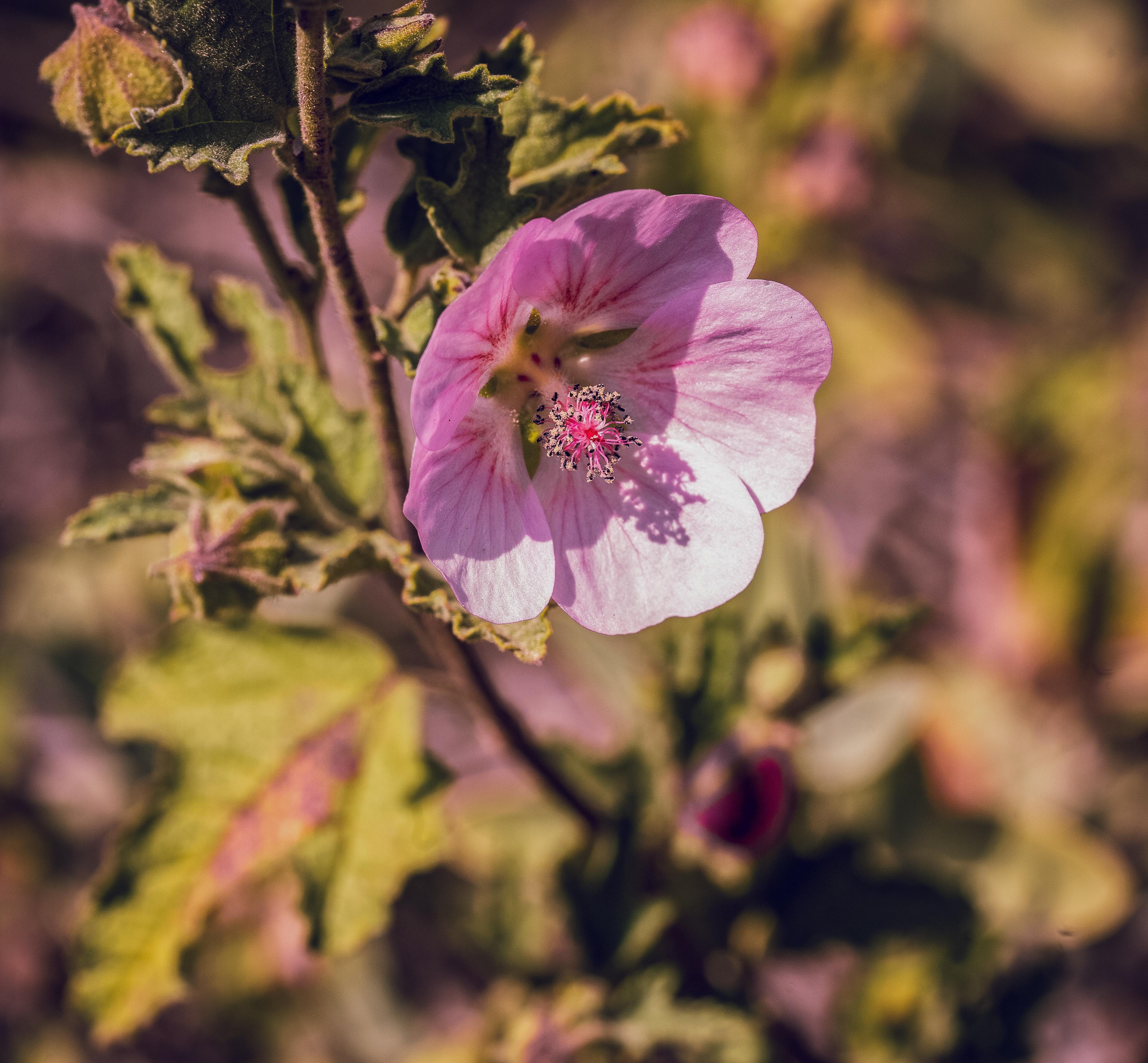 Beit She'an Botanical Garden