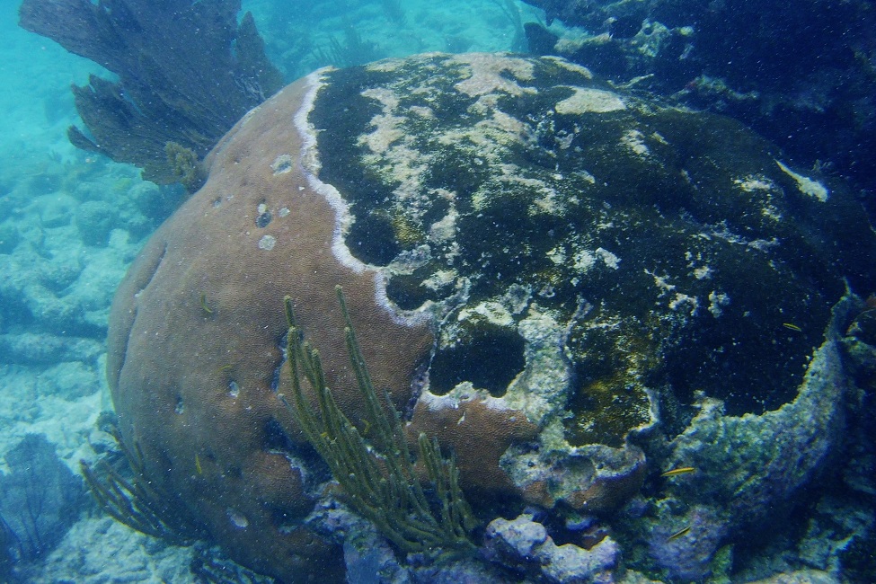 Belize Barrier Reef