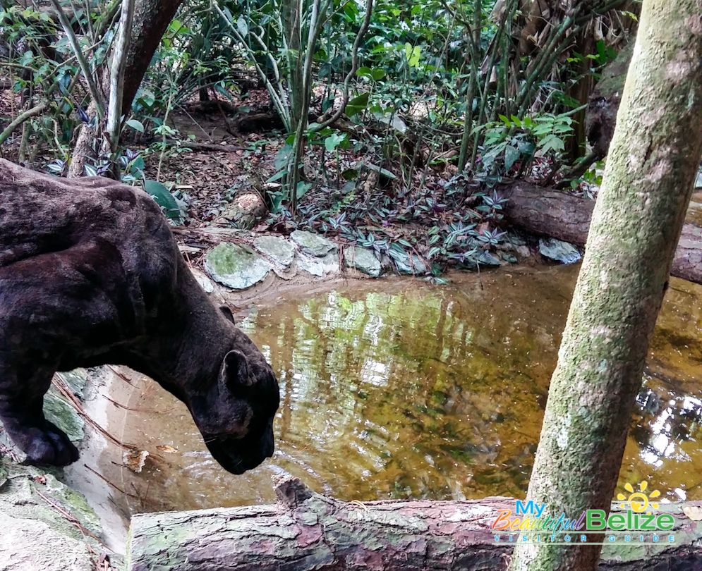 Belize Zoo