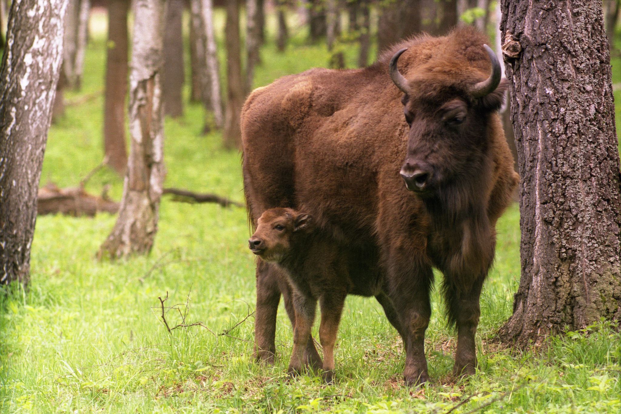 Belovezhskaya Pushcha National Park