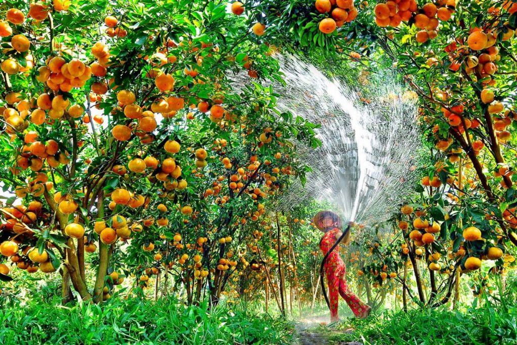 Ben Tre Fruit Orchards