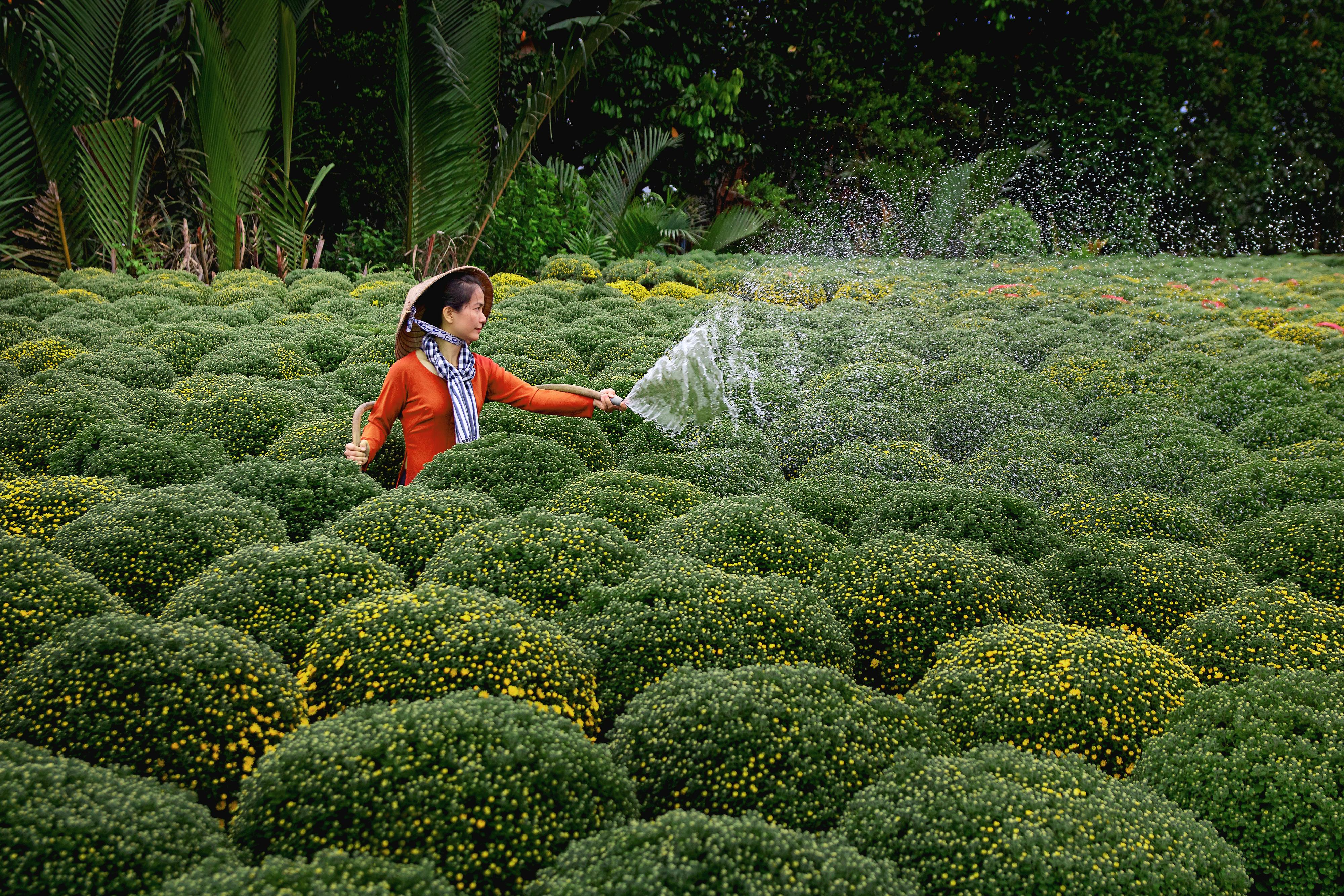 Ben Tre Water Coconut Forest