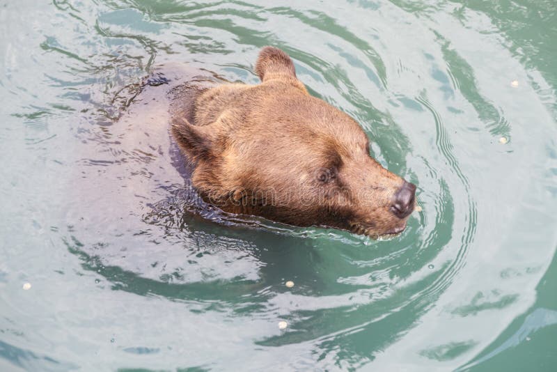 Bern Bear Park