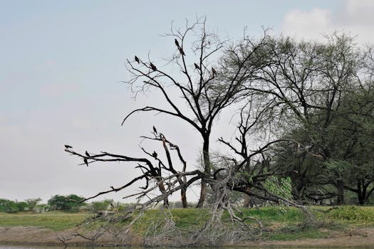 Bhawani Natyashala