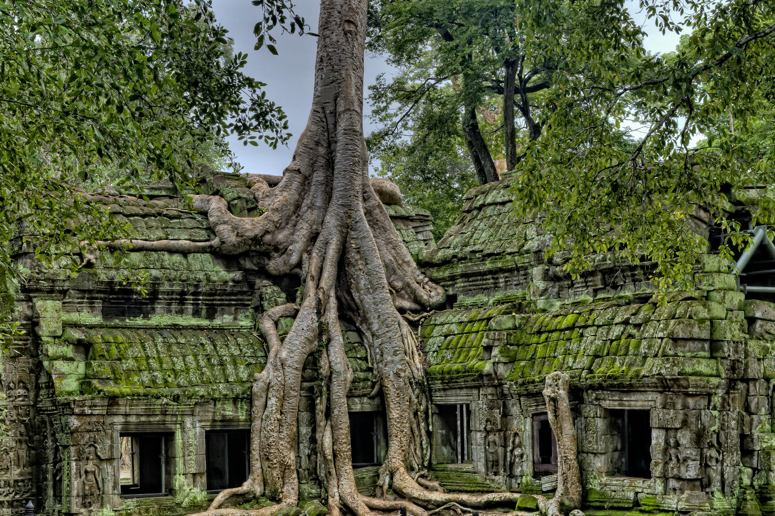 Big Banyan Tree