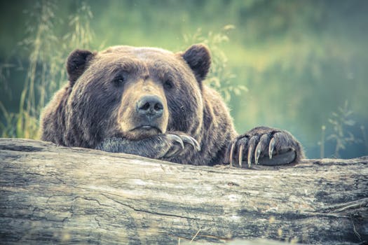 Big Bear Alpine Zoo