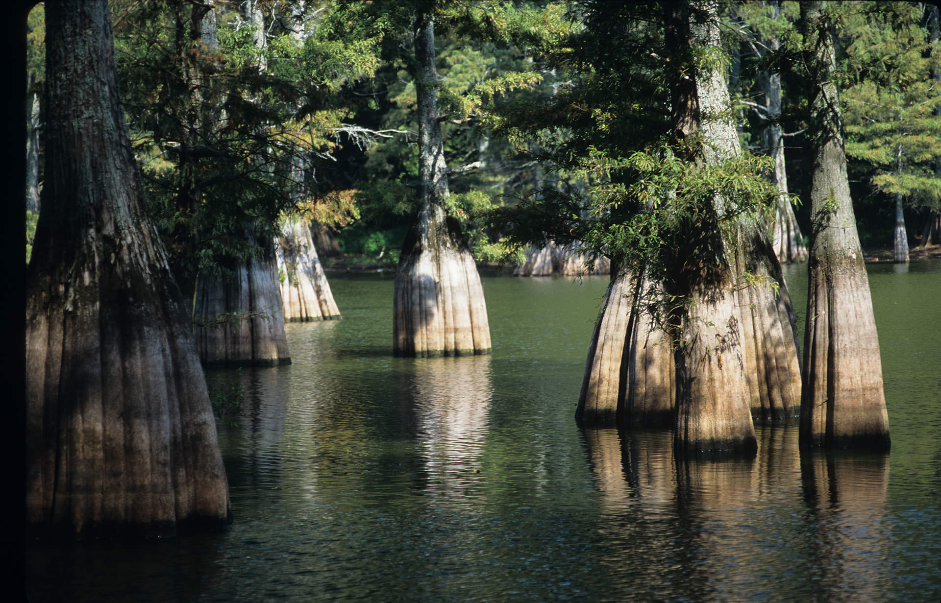 Big Thicket National Preserve