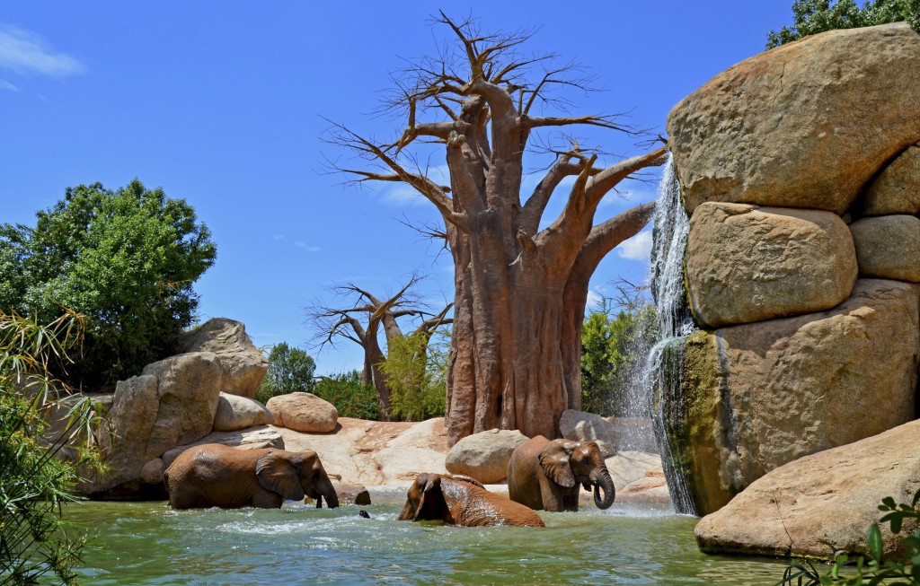 Bioparc Valencia