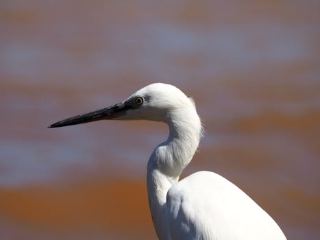 Bird Watching at Lake Bunyonyi