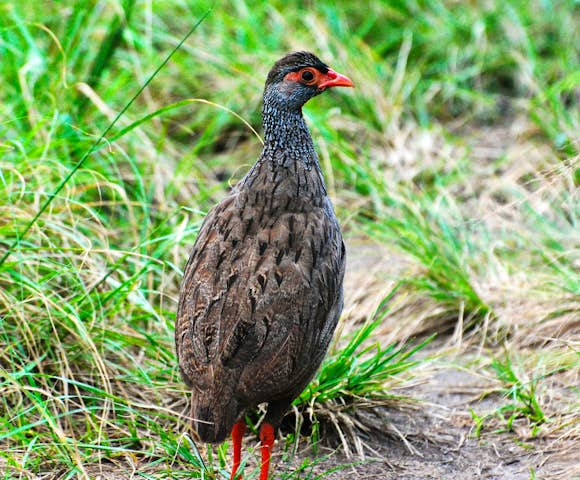 Bird Watching in Queen Elizabeth National Park