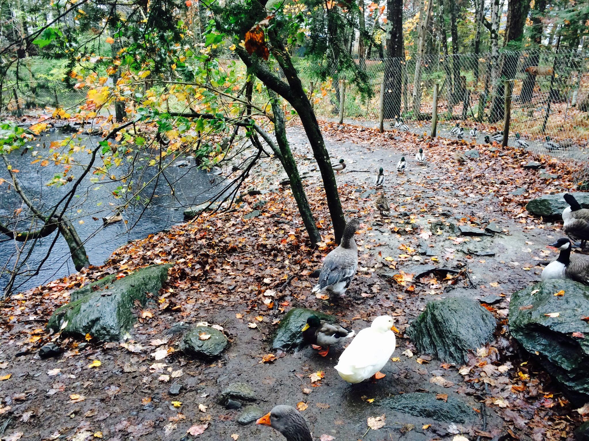 Birdsacre - Stanwood Wildlife Sanctuary